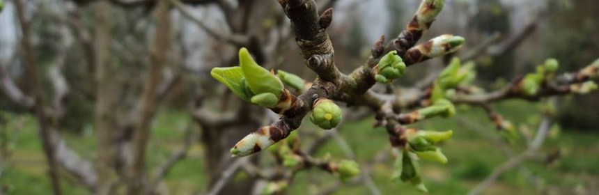 Appel à bénévoles - Faites du printemsp